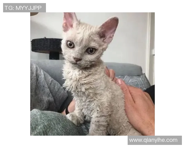 足球明星恶搞创意图片大集合让你捧腹大笑的趣味瞬间